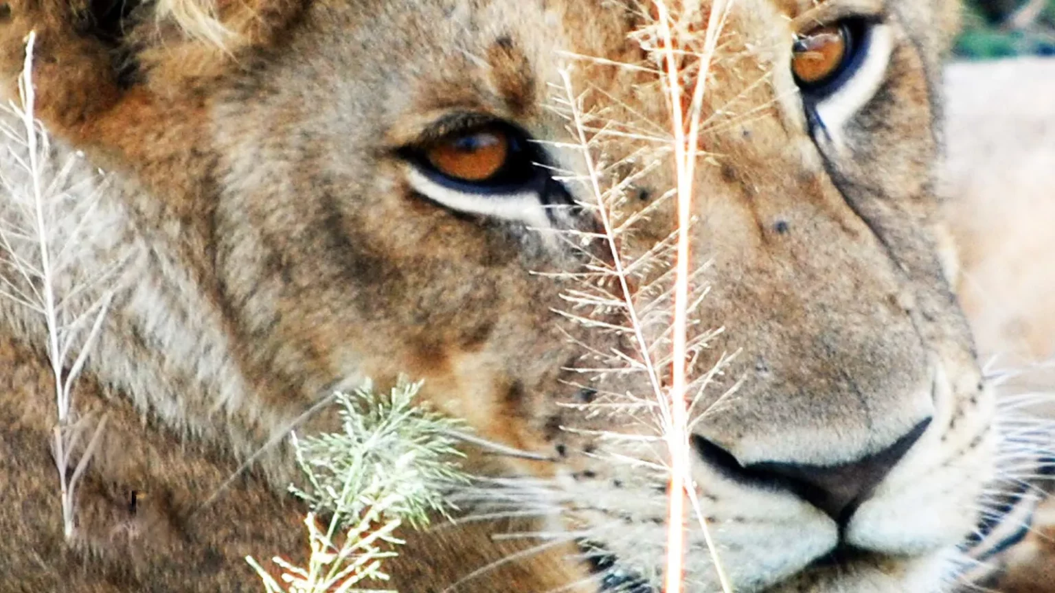 Regard de lionne en Tanzanie – force et intensité comme inspiration pour les bijoux artisanaux Fusyom