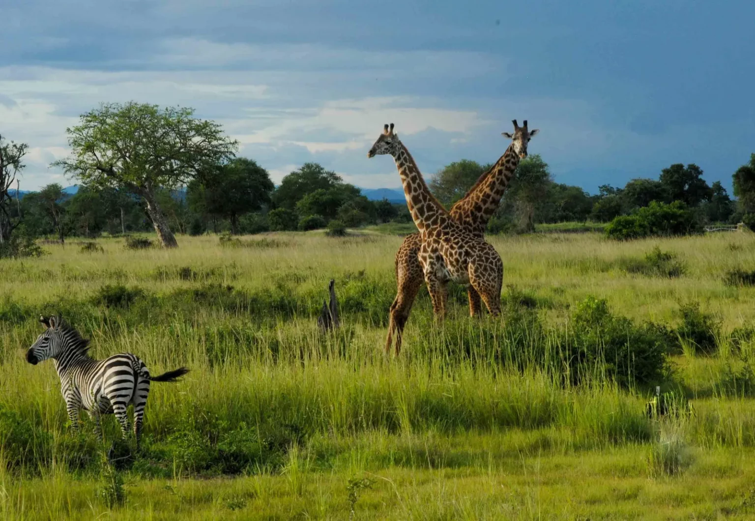 Girafes et zèbre en Tanzanie 2014 – nature sauvage et harmonie des formes dans les bijoux Fusyom